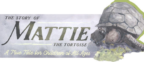 2019 Mattie the Tortoise Illustrations Exhibit 2019 Mattie the Tortoise Illustrations Exhibit