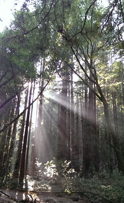 Sunlight glinting through branches at Muir Woods