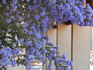 De Anza campus, arches and blue flowers